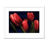 Wee Blue Coo Tulips Red Flowers Bloom Art Framed Wall Art Print