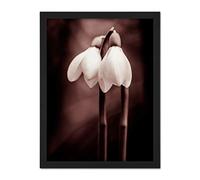 Wee Blue Coo Two Snowdrops Flowers Artwork Framed Wall Art Print 18X24 Inch