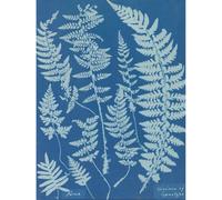 Wee Blue Coo Unframed Wall Art Anna Atkins Ferns Cyanotype - 12X16 Inch