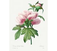 Wee Blue Coo Unframed Wall Art Vintage Pale Pink Peony Bloom Illustration Floral Stem Flowers Pretty - 12X16 Inch