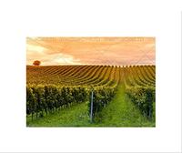 Wee Blue Coo Vineyard Green Orange Countryside Wine Picture Wall Art Print