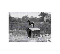 Wee Blue Coo VINTAGE ANIMAL GOAT KENNEL ROOF BILLY RURAL WAVERLEY FRAMED ART PRINT B12X10367