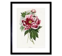 Wee Blue Coo Vintage Pink Red Peony Bloom Flowers Floral Classic Pretty Illustration Artwork Framed Wall Art Print 12X16 Inch