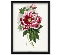 Wee Blue Coo Vintage Pink Red Peony Bloom Flowers Floral Classic Pretty Illustration Artwork Framed Wall Art Print A4