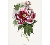 Wee Blue Coo Vintage Pink Red Peony Bloom Flowers Floral Classic Pretty Illustration Extra Large XL Wall Art Poster Print