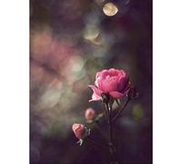 Wee Blue Coo Vintage Pink Rose Flower Shabby Chic Art Print Poster Wall Decor 12X16 Inch