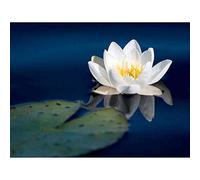 Wee Blue Coo Water Lilly Pad Flower Pond Reflection Art Print Poster Wall Decor 12X16 Inch