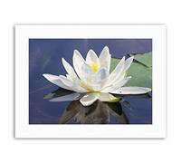 Wee Blue Coo Water Lily Flower Bloom Mount Picture Canvas Art Print