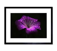 Wee Blue Coo Waterdrops On Single Purple Flower Art Picture Framed Wall Art Print