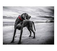 Wee Blue Coo Weimaraner Dog Beach BW Art Print Poster Wall Decor 12X16 Inch
