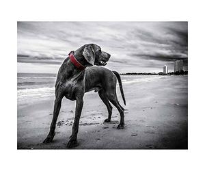 Wee Blue Coo Weimaraner Dog Beach BW Art Print Poster Wall Decor 12X16 Inch