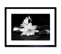 Wee Blue Coo WHITE FLOWER BLOOM BLACK BACKGROUND FRAMED ART PRINT PICTURE B12X9435