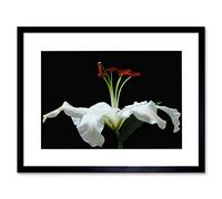Wee Blue Coo WHITE FLOWER PETALS BLOOM BLACK FRAME FRAMED ART PRINT PICTURE B12X8750