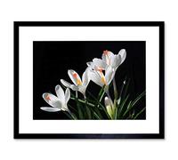 Wee Blue Coo WHITE FLOWERS OPEN BLOOM SPRING BLACK FRAME FRAMED ART PRINT PICTURE B12X8855