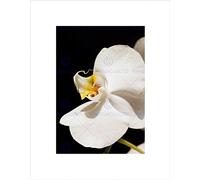 Wee Blue Coo WHITE ORCHID FLOWER BLOOM BLACK FRAME FRAMED ART PRINT PICTURE MOUNT B12X9219