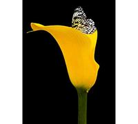 Wee Blue Coo Yellow Flower Black White Butterfly Photo Art Picture Canvas Print
