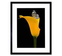 Wee Blue Coo Yellow Flower Black White Butterfly Photo Picture Framed Wall Art Print