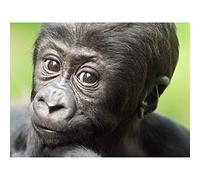 Wee Blue Coo Young Gorilla Ape Primate Monkey Jungle Baby Art Canvas Print