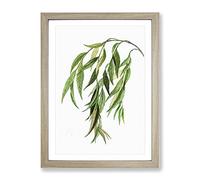 Weeping Willow Tree Branch By Pierre Joseph Redoute Vintage Framed Print | A2 Oak Framed Wall Art | Ready to Hang | Classic Floral Picture | Living Room Bedroom Lounge Office