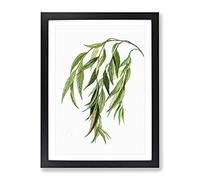 Weeping Willow Tree Branch By Pierre Joseph Redoute Vintage Framed Print | A3 Black Framed Wall Art | Ready to Hang | Classic Floral Picture | Living Room Bedroom Lounge Office