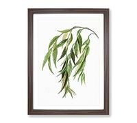 Weeping Willow Tree Branch By Pierre Joseph Redoute Vintage Framed Wall Art Print, Ready to Hang Picture for Living Room Bedroom Home Office Décor, Walnut A3 (34 x 46 cm)