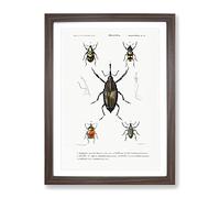 Weevil Beetle Illustrations By Charles D' Orbigny Vintage Framed Print | A3 Walnut Framed Wall Art | Ready to Hang | Classic Nature Picture | Living Room Bedroom Lounge Office