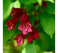 Weigela florida 'Cherry Love' 9cm (PRE ORDER MARCH 2025)
