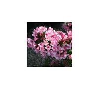 Weigela florida Pink Poppet (9cm)