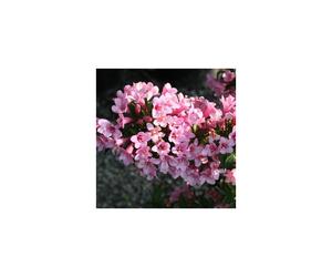 Weigela florida Pink Poppet (9cm)