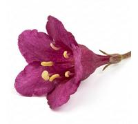 Weigela Florida Victoria - 2L Pot