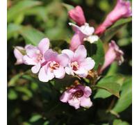 Weigela 'Pink Poppet' Deciduous 9cm, 9cm (10-20cm including growers pot)