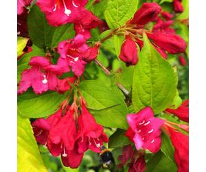 Weigela Rubidor (9cm)