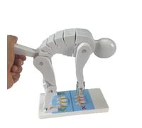 Weight Lifting Spine Force Model, Demonstrates Forces for Posture Correction and Educational Use