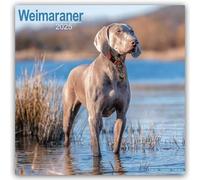 Weimaraner Calendar 2025 Square Dog Breed Wall Calendar - 16 Month 9781804603963