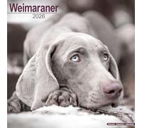 Weimaraner 2026 Calendar | Square Wall Calendar | Dog Breed Gift | Plastic Free Packaging | by Avonside Publishing