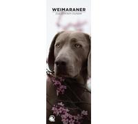Weimaraner 2026 Wall Calendar, 12-Month Slim Format, Made in England