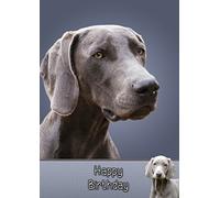 Weimaraner Birthday Card