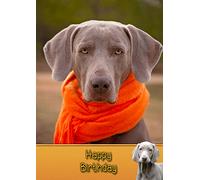 Weimaraner Birthday Card