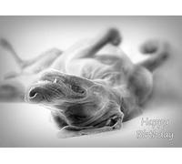 Weimaraner Black and White Birthday Card