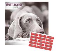 Weimaraner Calendar 2026 | Square Dog Breed Wall Calendar | 16 Month | With Free Organisational Stickers, Weimaraner Gift