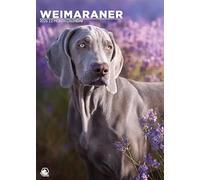 Weimaraner Dog 2026 Calendar, A3, Wirobound, Full Colour