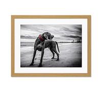 Weimaraner Dog Beach Large Art Print Poster Wall Decor 18x24 inch Supplied Ready To Hang With Included Mount Brackets