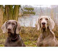 Weimaraner Dog Birthday Card