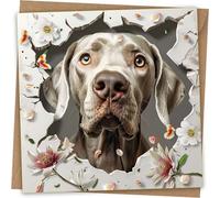 Weimaraner Greeting Card - Funny Dog Coming Out of Wall Greetings Birthday Card with Kraft Envelope
