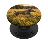 Weimaraner Running Meadow Sunset Field Scene PopSockets Adhesive PopGrip