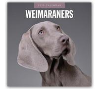 Weimaraners 2025 Square Wall Calendar