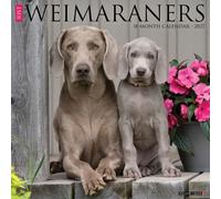 Weimaraners 2027 Wall