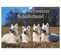 Weißer Schweizer Schäferhund (Wandkalender 2024 DIN A4 quer), CALVENDO Monatskalender