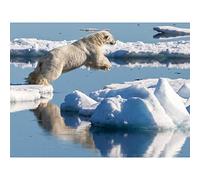 Weith Male Polar Bear Hunting Seal Svalbard Ice Photo Premium Wall Art Canvas Print 18X24 Inch