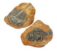 WEKADRIN 2Pcs Resin Lizard Reptile Box Decors Crawling Terrarium Landscape Ornaments Natural Simulation Fossil DIY Enclosure Accessories for